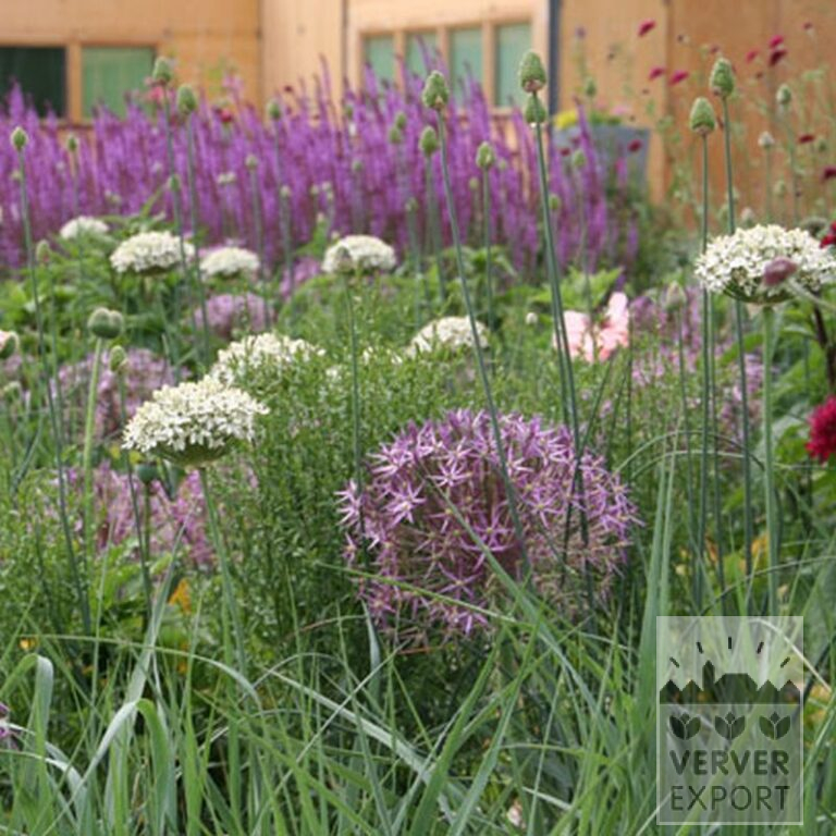 Allium nigrum (16023) - Afbeelding 2