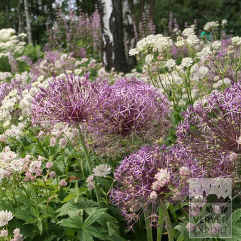 Allium cristophii (16003) - Afbeelding 4