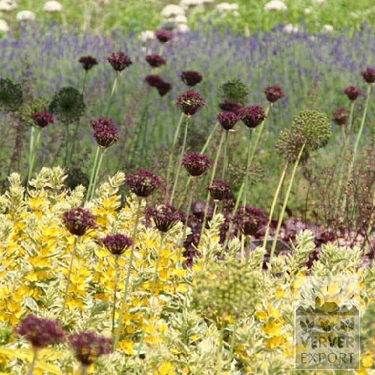 Allium atropurpureum (16002) - Afbeelding 3