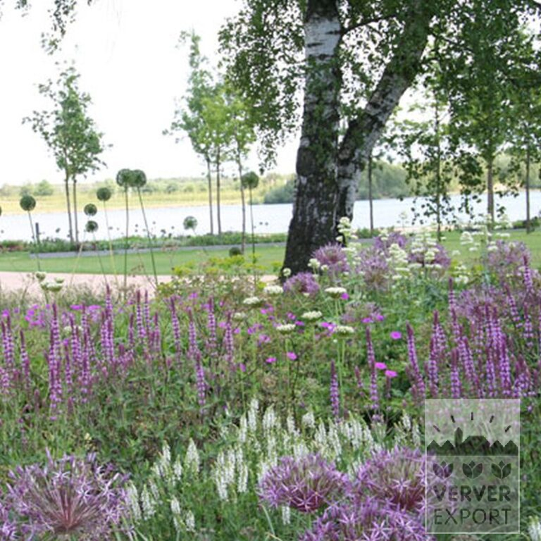 Allium aflatunense 'Purple Sensation' (16134) - Afbeelding 4
