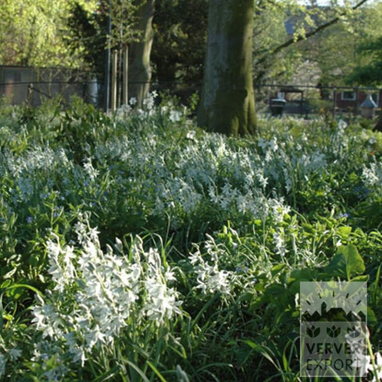 Ornithogalum nutans (16091) - Afbeelding 3