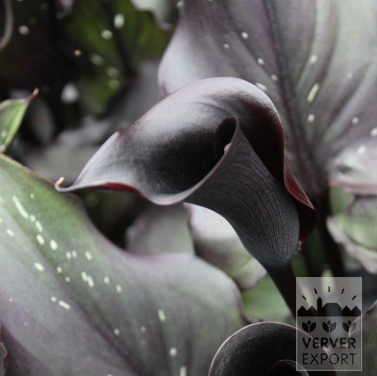 Zantedeschia Supri-All Black (26014) - Afbeelding 2