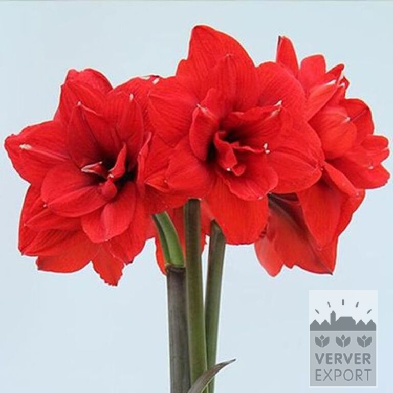 Amaryllis - binnencultuur double 'Double King' (36167) - Afbeelding 2
