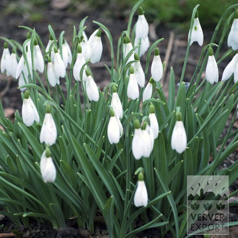 Galanthus nivalis 'Atkinsii' (16220) - Afbeelding 2