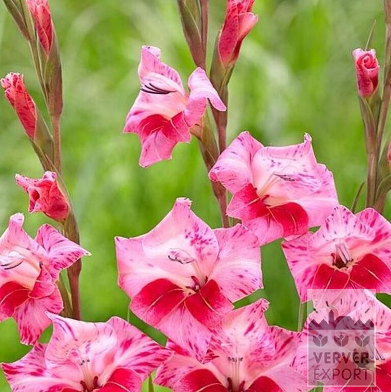 Gladiolen tubergenii 'Bibi' (23043) - Afbeelding 2