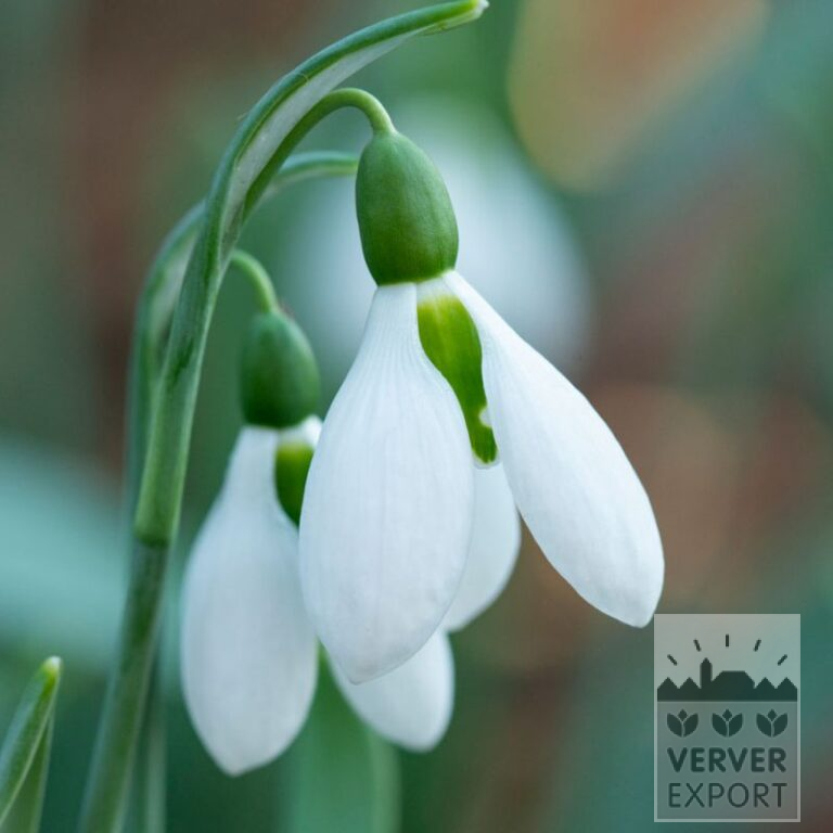 Galanthus elwesii 'Mount Everest' (16233) - Afbeelding 2