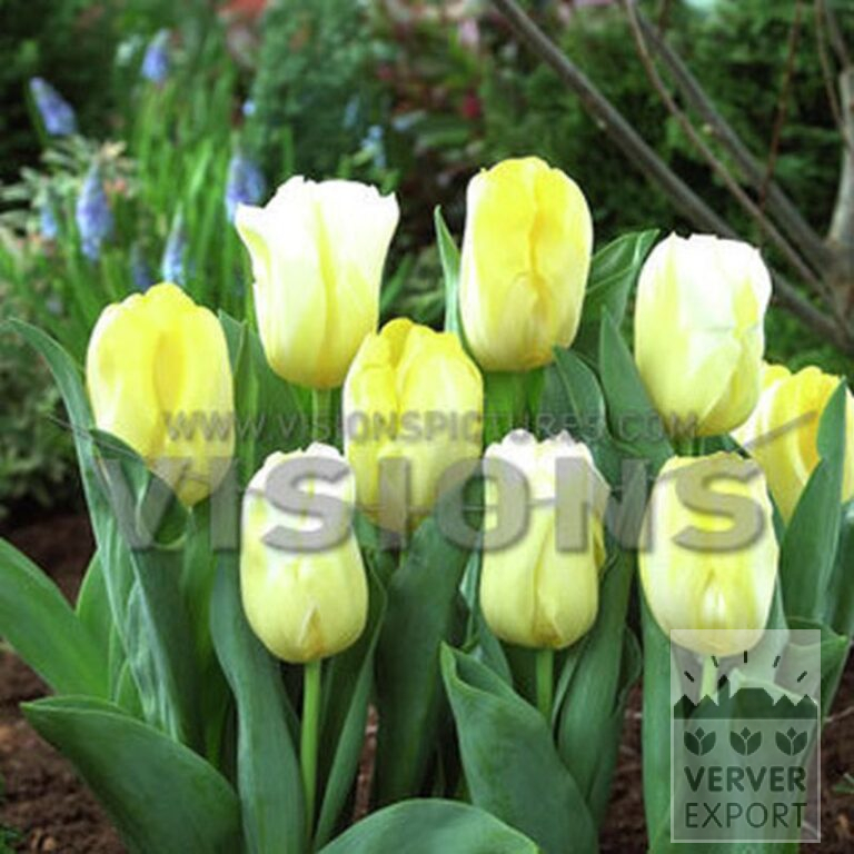 Tulpen 'Calgary Red' (12855) - Afbeelding 2