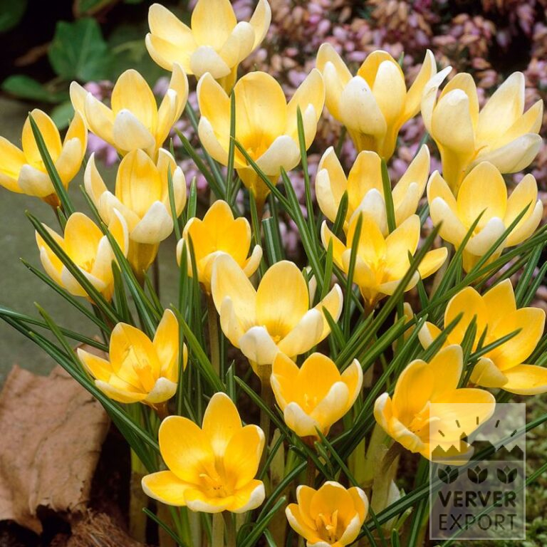 Krokus chrysanthus 'Romance' (14036) - Afbeelding 2