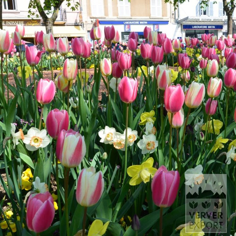 Mix Verver 'Ville de Bourg-en-Bresse'© (11595) - Afbeelding 2