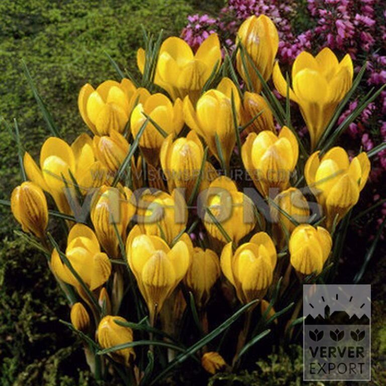 Krokus chrysanthus 'Fuscotinctus' (14030)