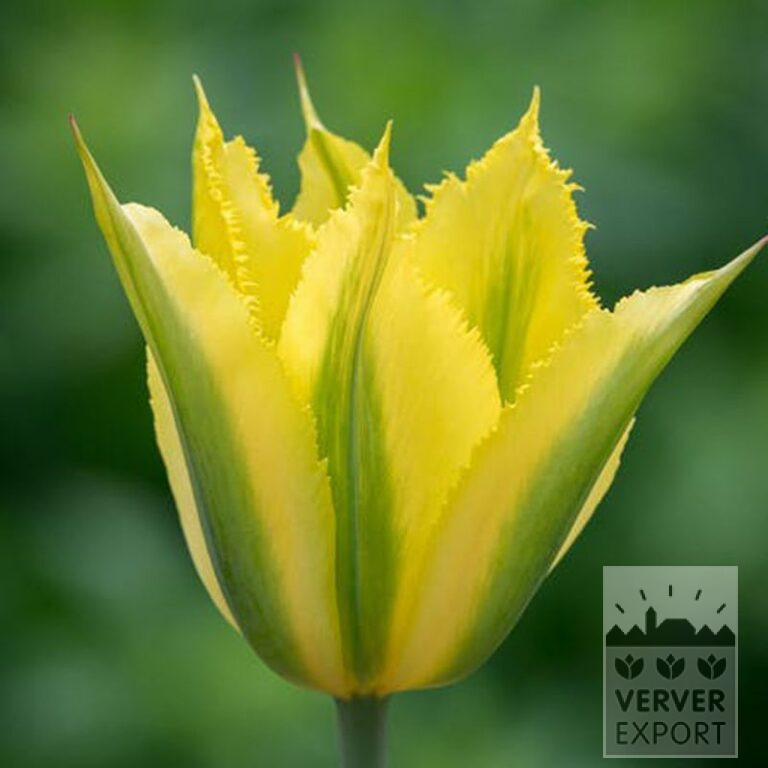 Tulpen 'Green Mile' (12803) - Afbeelding 2