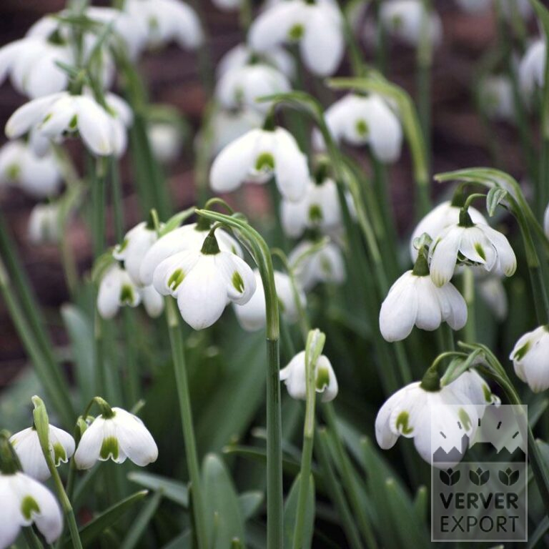 Galanthus plicatus 'Hippolyta' (16218) - Afbeelding 2