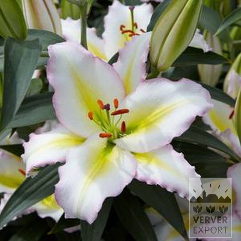Lilium 'Hocus Pocus' (24100) - Afbeelding 2