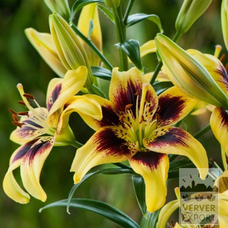 Lilium 'Pieton' (24094) - Afbeelding 2