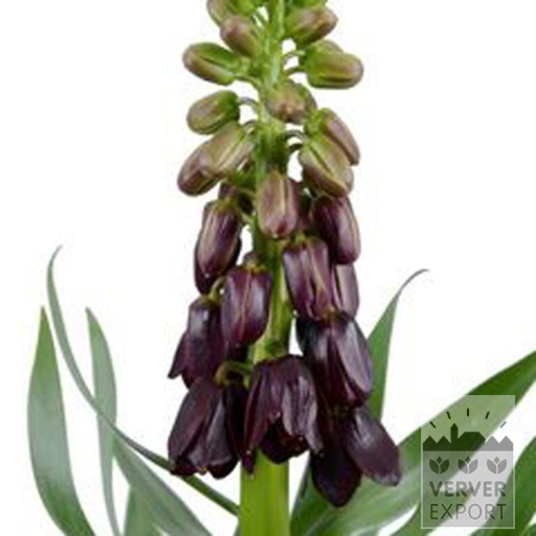 Fritillaria persica 'Purple Dynamite' (16230) - Afbeelding 2
