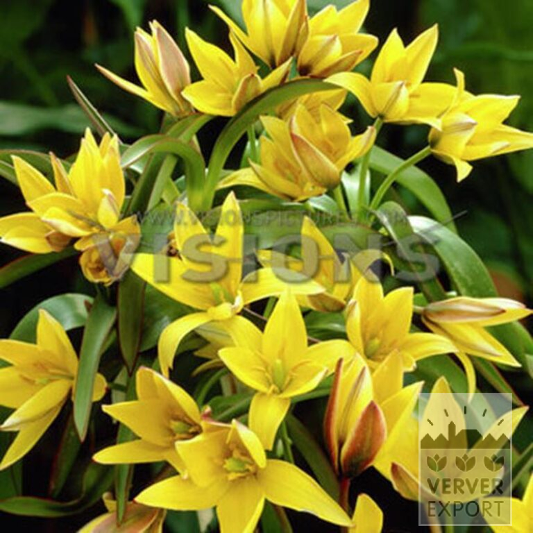 Tulpen urumiensis (12754) - Afbeelding 2