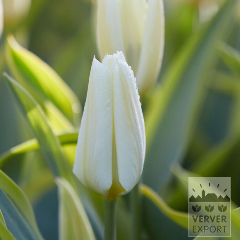 Tulpen 'Purissima Blonde' (12819) - Afbeelding 2