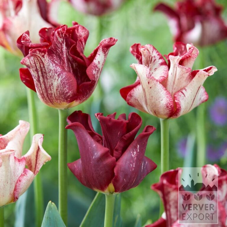 Tulpen 'Striped Crown' (12837) - Afbeelding 2