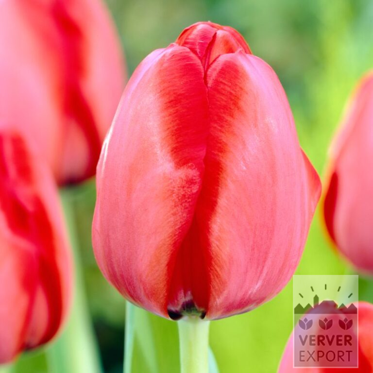 Biologische bollen bio T: 'Red Impression' (12624) - Afbeelding 2