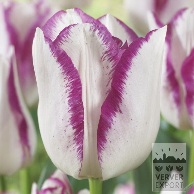 Tulpen 'Affaire' (12773) - Afbeelding 2