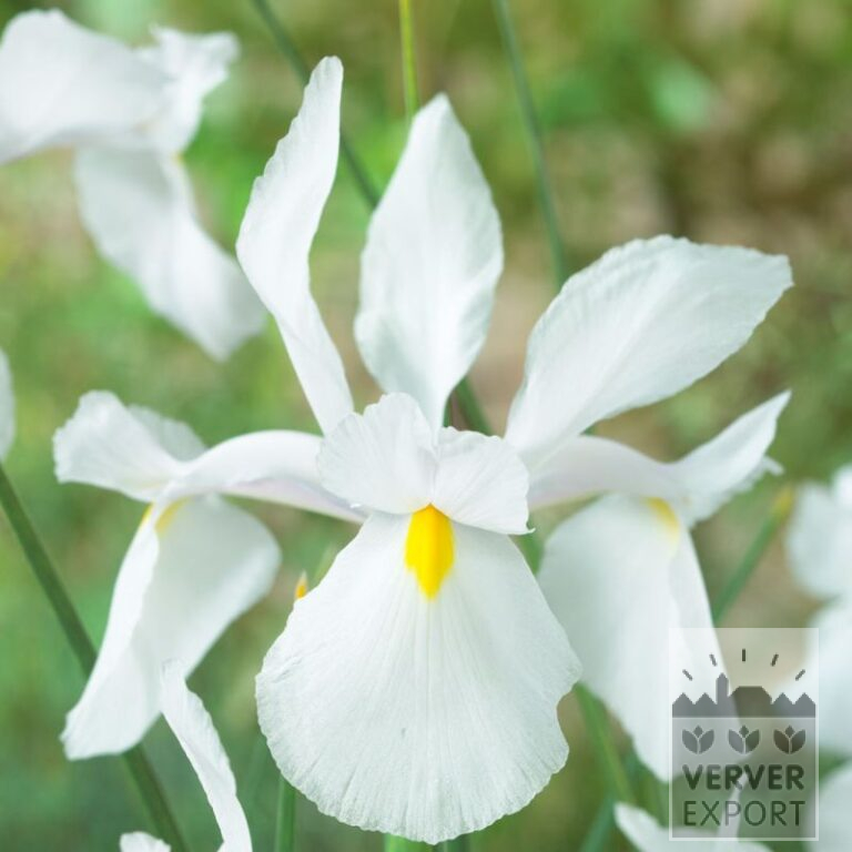 Hollandse Iris 'Casablanca' (36073) - Afbeelding 2