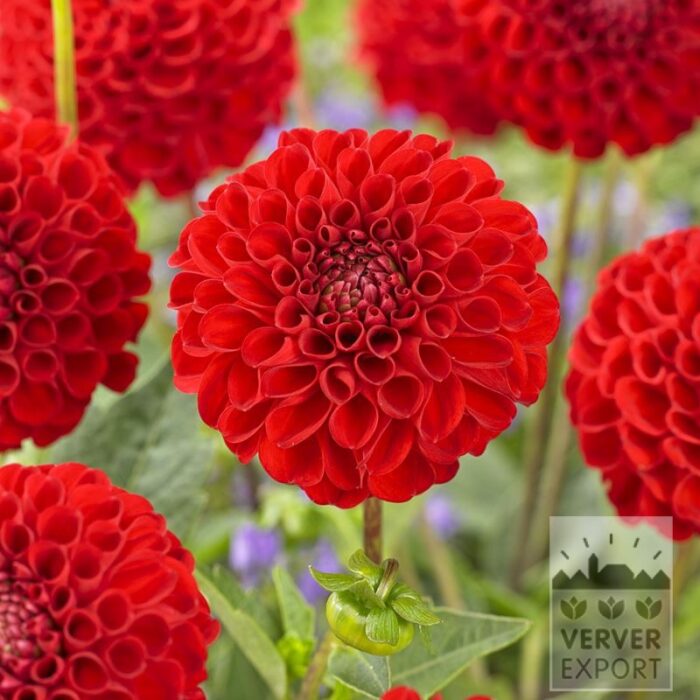 Dahlia 'Nescio' (22122)