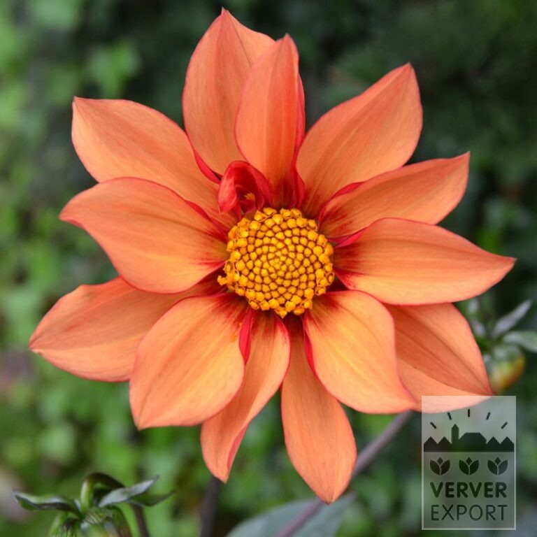 Dahlia Bio 'Marga' (22412)