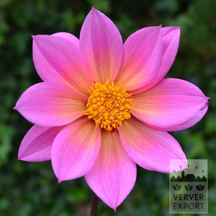 Dahlia Bio 'Olivia' (22413)