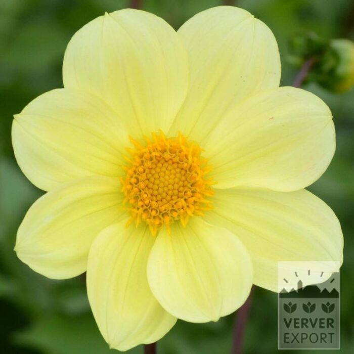 Dahlia Bio 'Whisky' (22414)