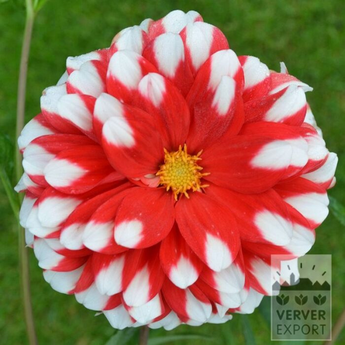 Dahlia 'Booster' (22415)