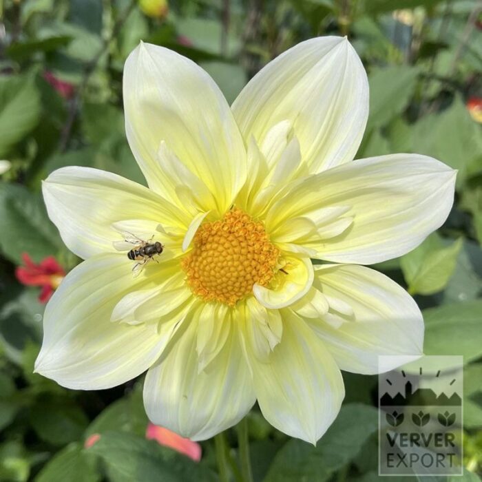 Dahlia 'Guusje' (22417)