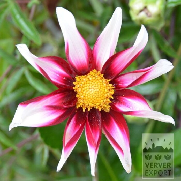Dahlia 'Marcel' (22418)