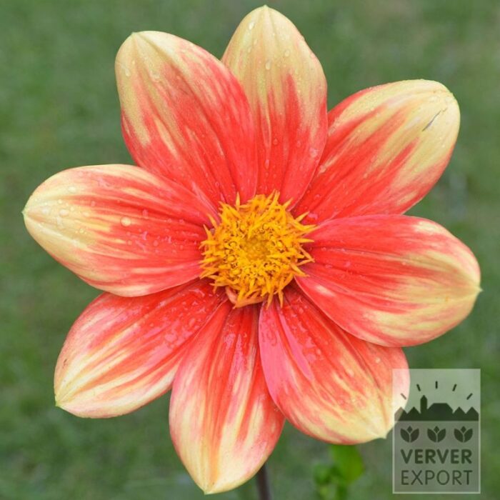 Dahlia 'Sabina' (22419)