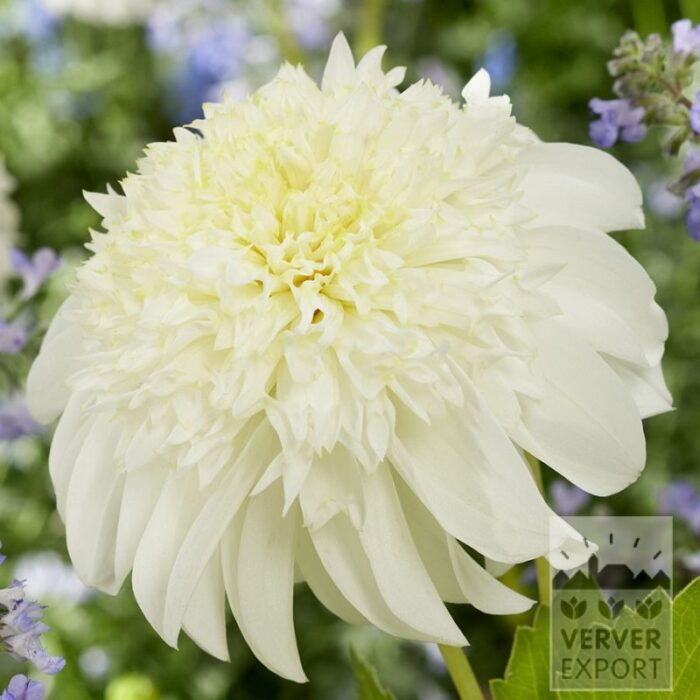 Dahlia 'Zahra' (22420)