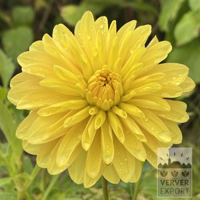 Dahlia 'Yellow Coat' (22421)