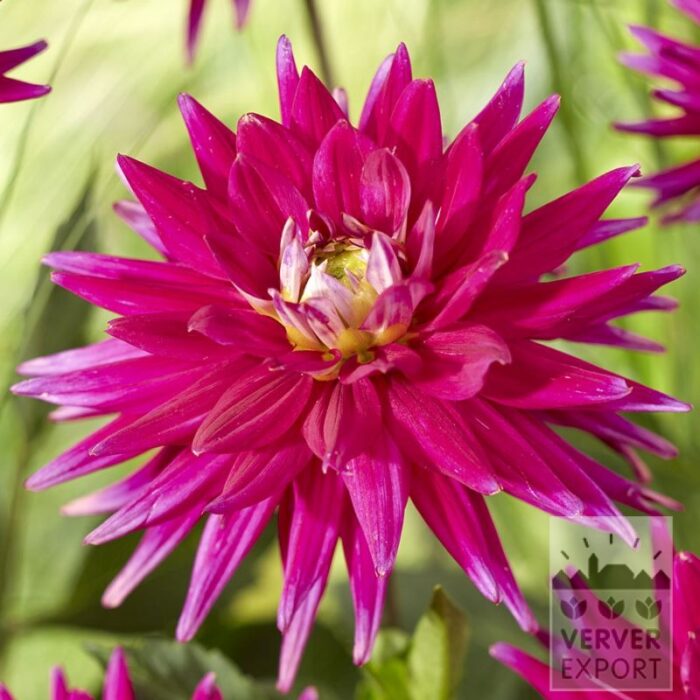 Dahlia 'Karma Purple Corona' (22422)