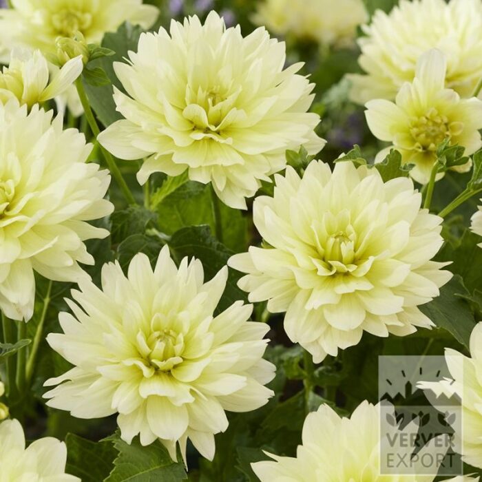 Dahlia 'Berliner Lemon' (22423)