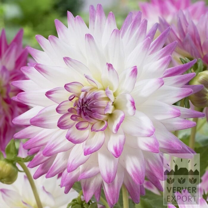 Dahlia 'Jura' (22426)