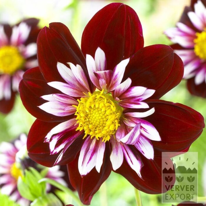 Dahlia 'Night Butterfly' (22427)