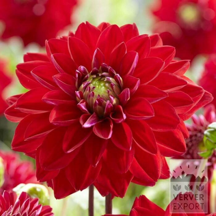 Dahlia 'All Directions' (22428)