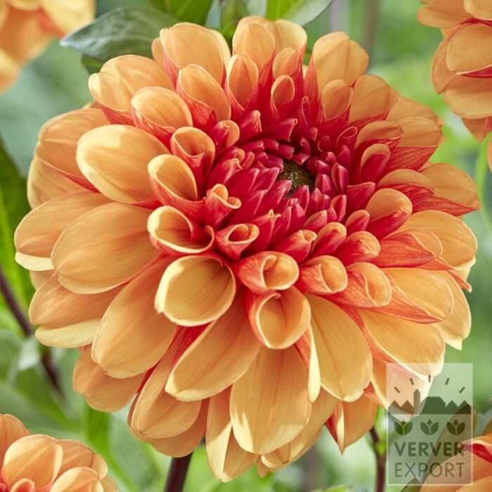 Dahlia 'American Sunset' (22429)