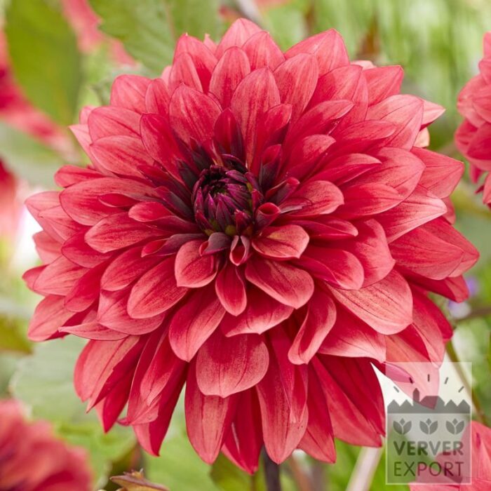Dahlia 'Danique' (22432)