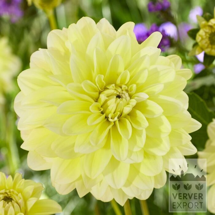 Dahlia 'Innocent Silence' (22433)