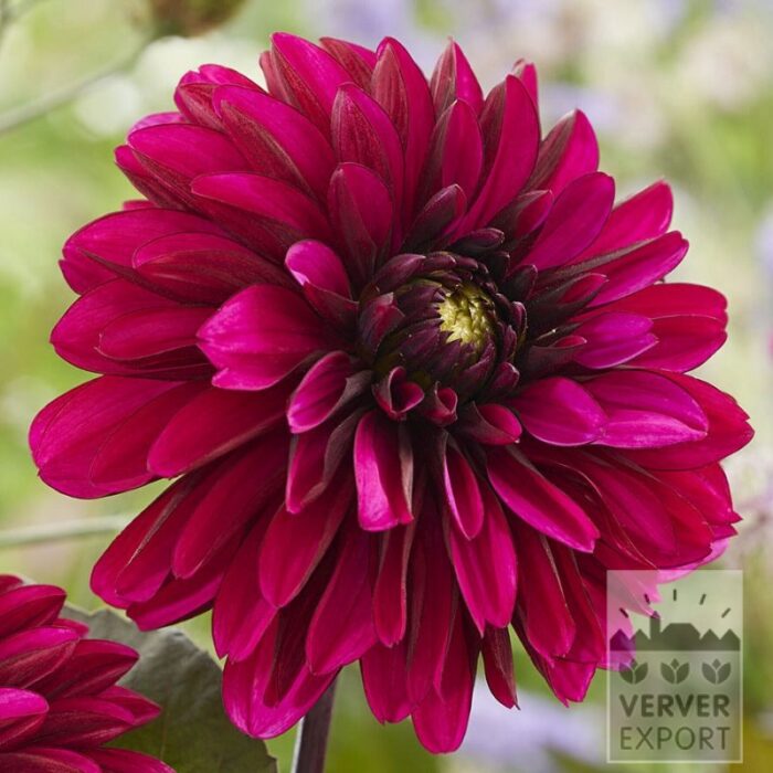 Dahlia 'Jennifer Mary Ellen' (22434)