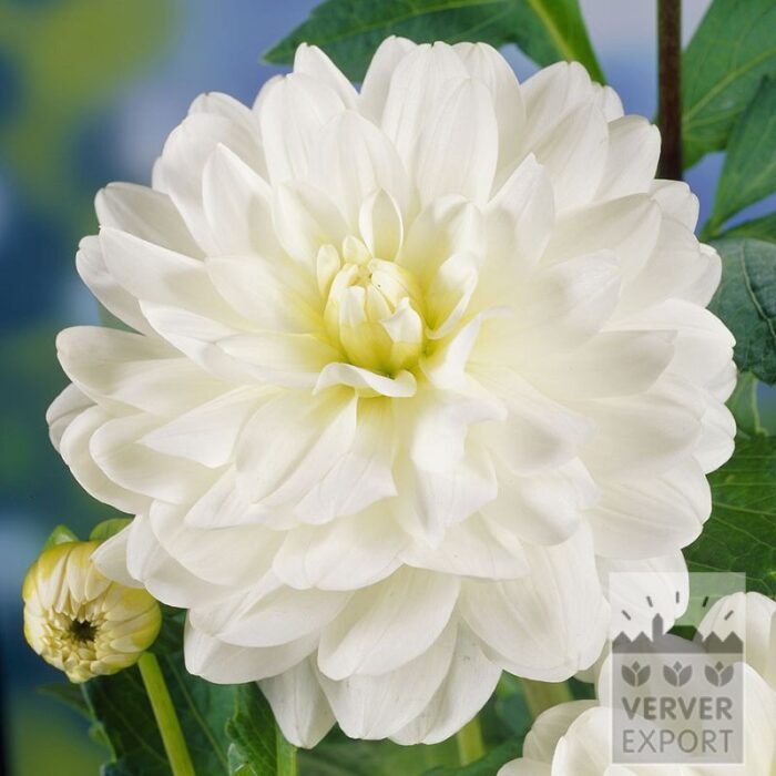 Dahlia 'Le Castel' (22435)