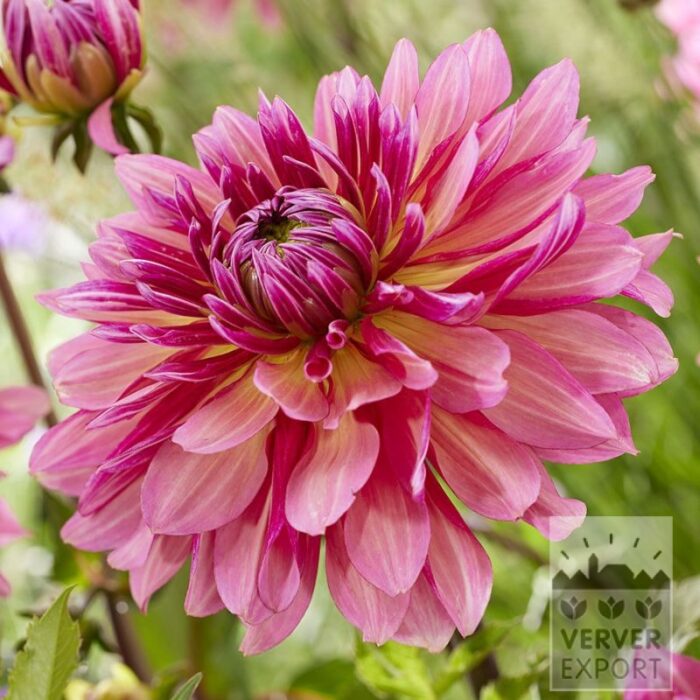 Dahlia 'Missis Dutch' (22436)