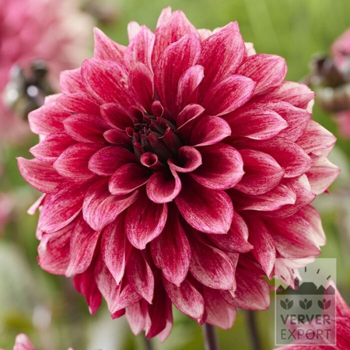 Dahlia 'Night Silence' (22437)