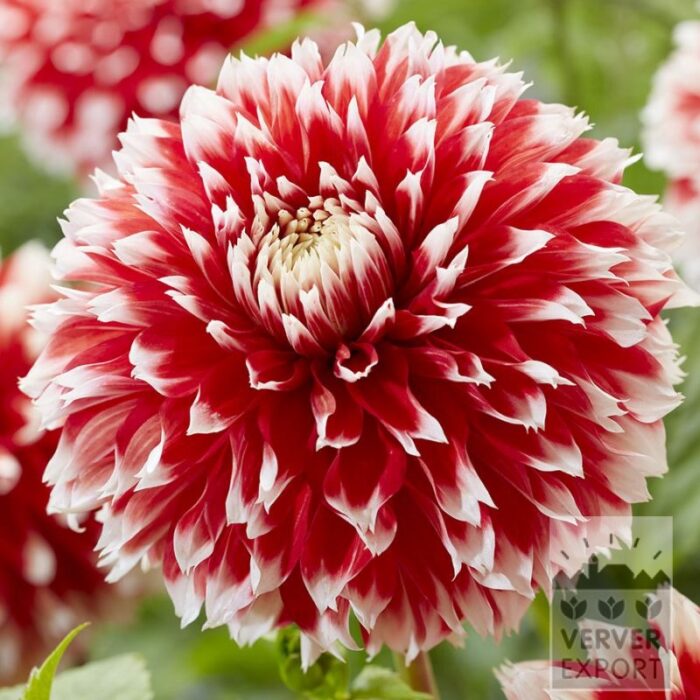 Dahlia 'Noël' (22438)