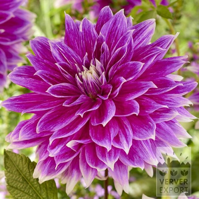 Dahlia 'Prämie 18' (22439)