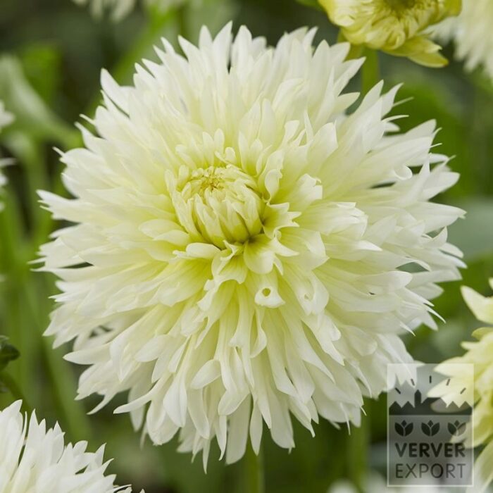 Dahlia 'Ice Crystal' (22440)